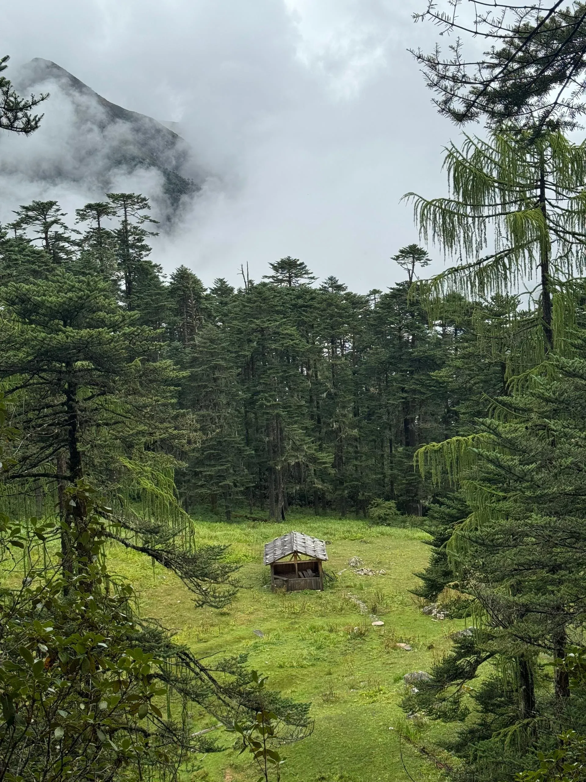 A small wooden trekking shelter in a high forest clearing below a mist-covered peak in Bhutan