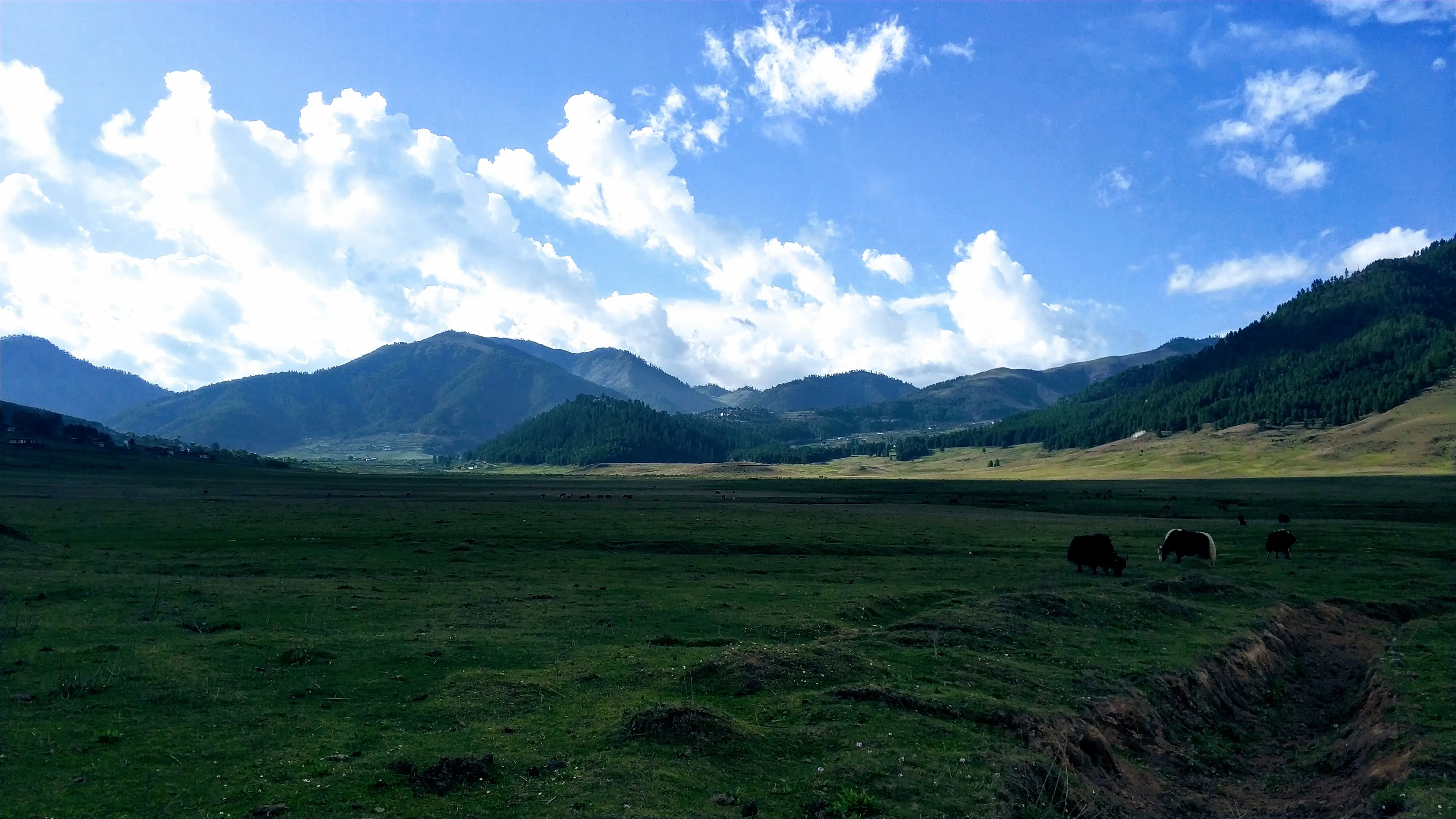 The wide green Phobjikha valley with grazing yaks and forested mountains